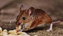 24 Hour & Emergency Exterminators in Oval, PA